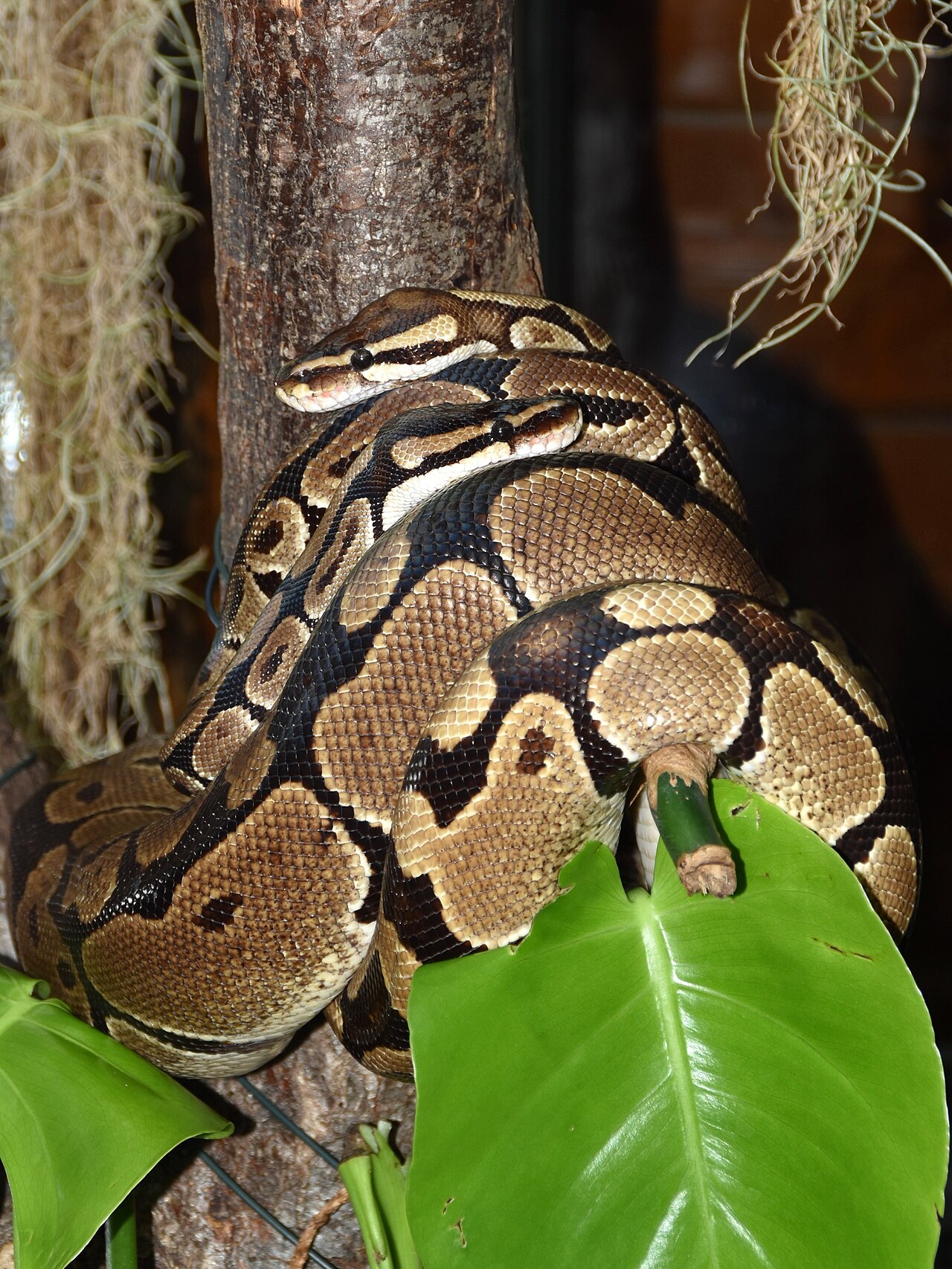Snake Village in Ghana's Volta Region