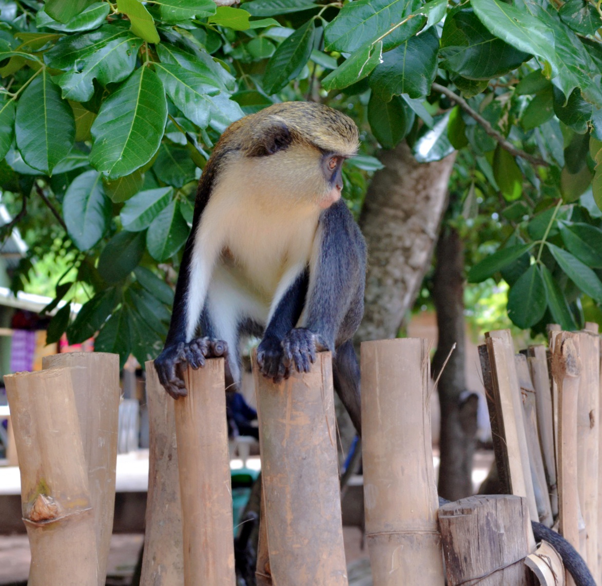 Tafi Atome Monkey Sanctuary in Ghana's Volta Region